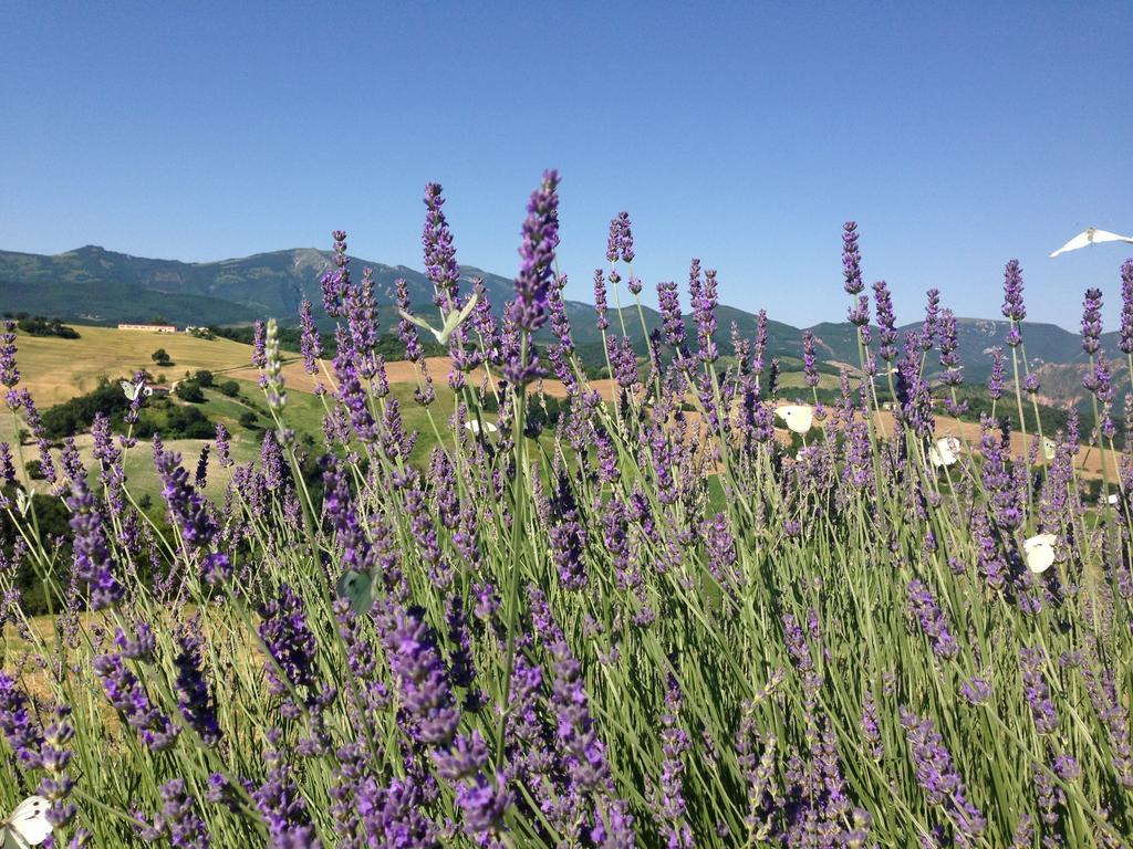 Agriturismo Il Fienile Di Ca Battista Cagli Eksteriør billede